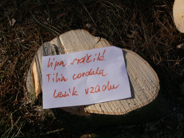 lípa srdčitá Tilia cordata, pařez 10